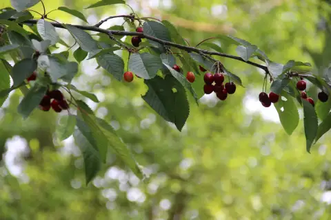 The Environment — 10